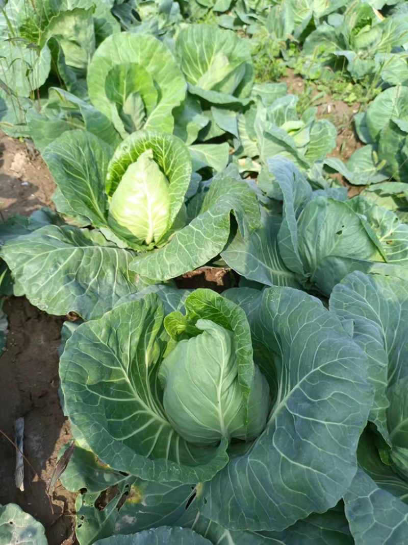 精品牛心菜，大量上市
