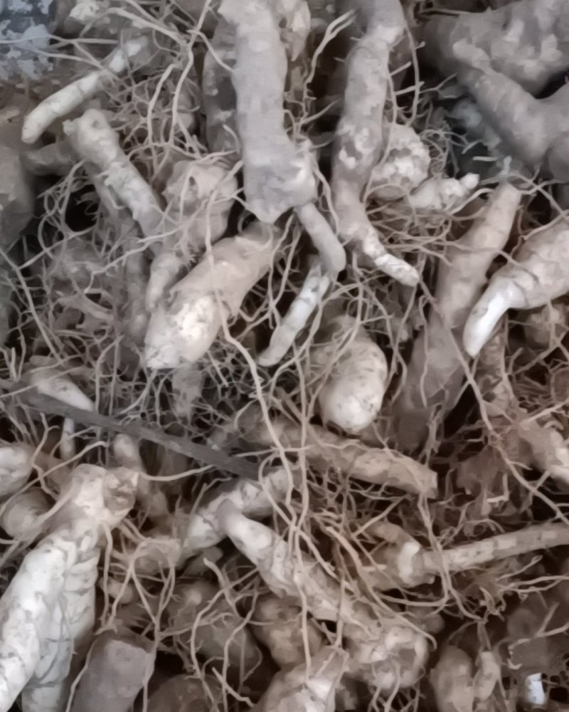 黄精
