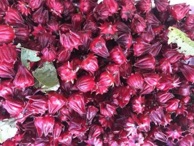 玫瑰茄洛神花鲜果红桃K鲜果新鲜采摘
