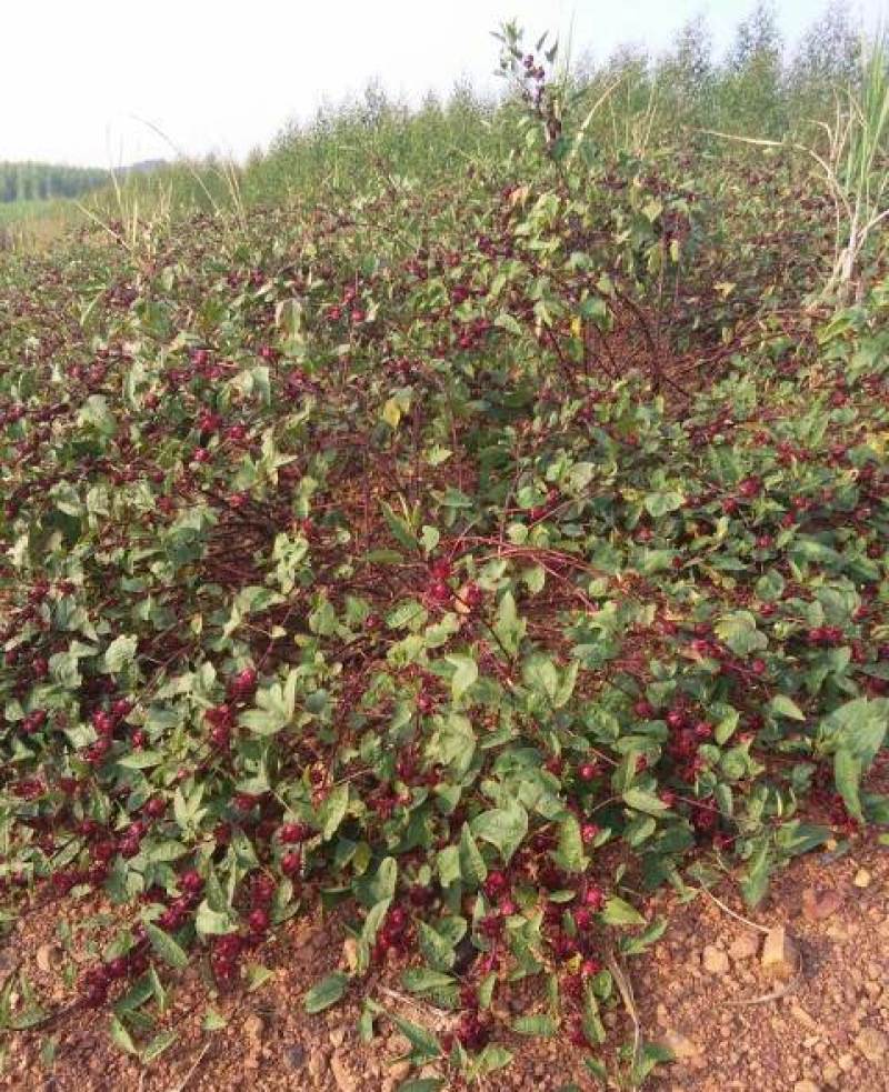 玫瑰茄洛神花鲜果红桃K鲜果新鲜采摘