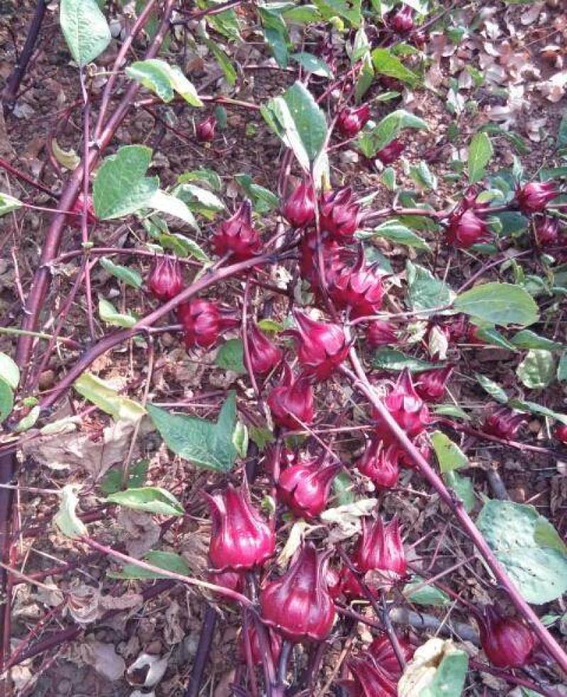 玫瑰茄洛神花鲜果红桃K鲜果新鲜采摘