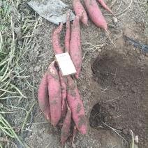 西瓜红蜜薯现在开挖