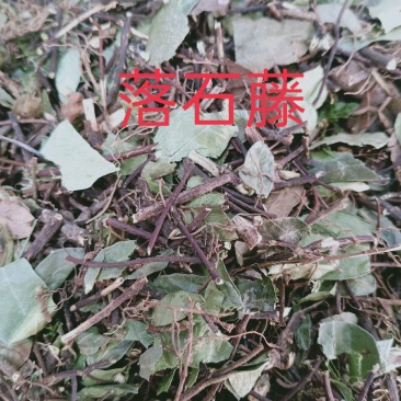 落石藤，正品野生落石藤新货质量保证，经营各种中药材！