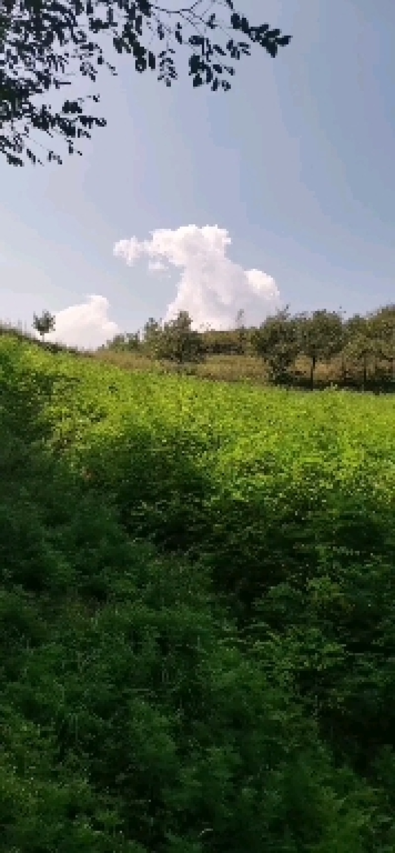 刺槐树