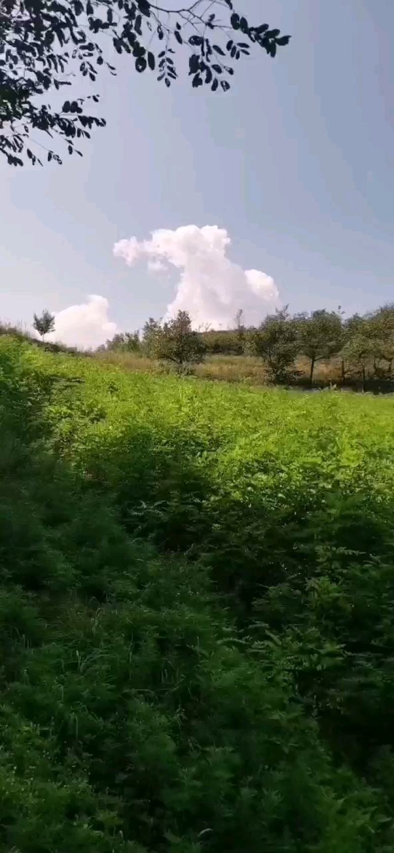 刺槐树