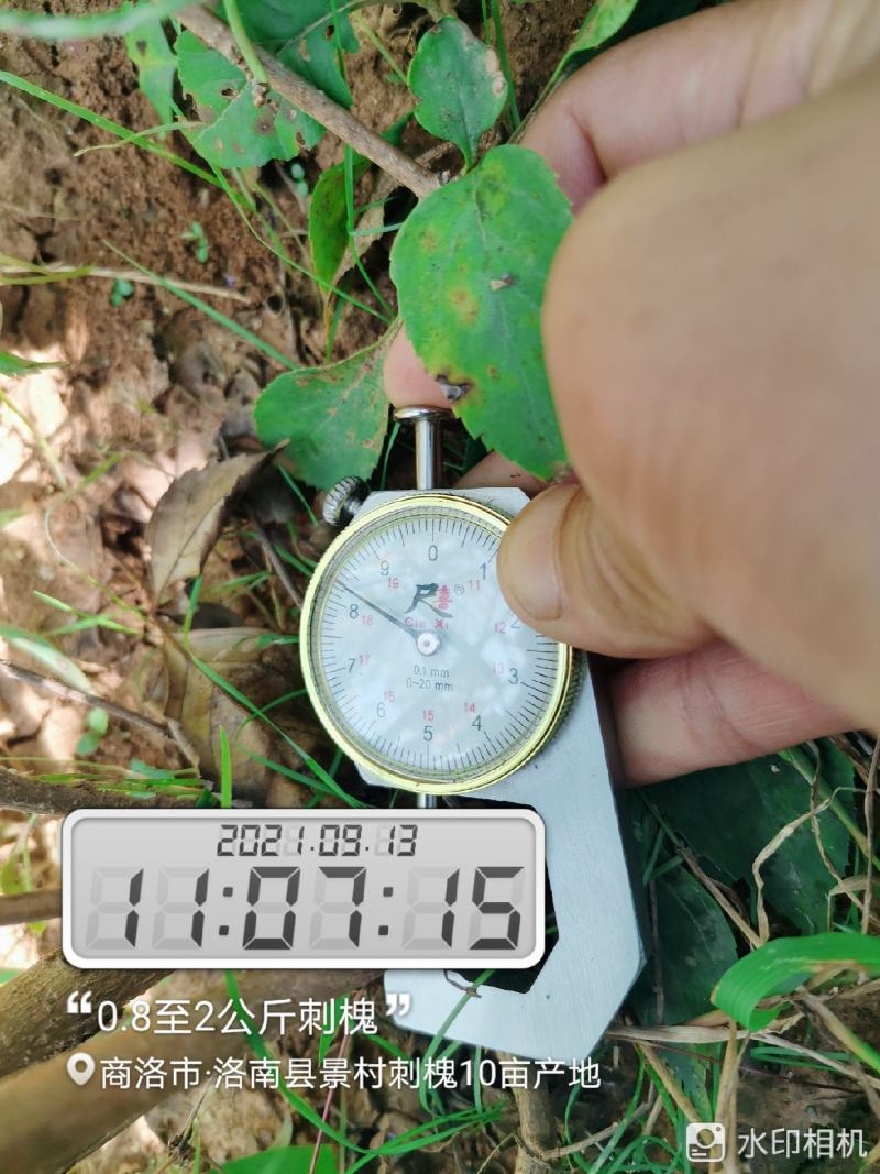 刺槐树