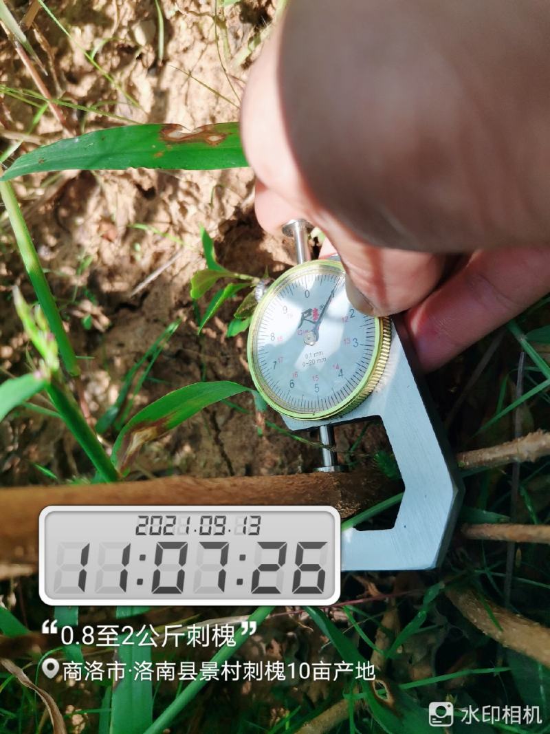 刺槐树