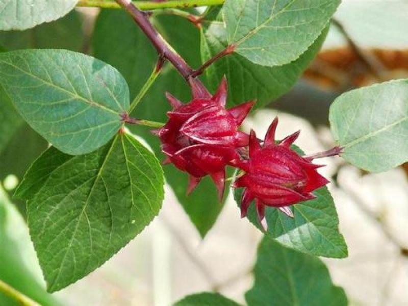 玫瑰茄洛神花鲜果红桃K鲜果新鲜采摘