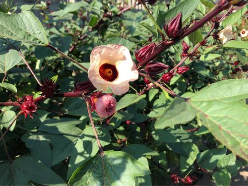 玫瑰茄洛神花鲜果红桃K鲜果新鲜采摘