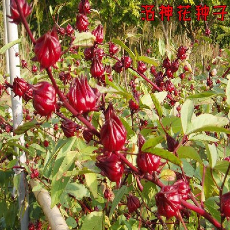 玫瑰茄洛神花鲜果红桃K鲜果新鲜采摘