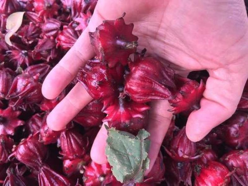 玫瑰茄洛神花鲜果红桃K鲜果新鲜采摘