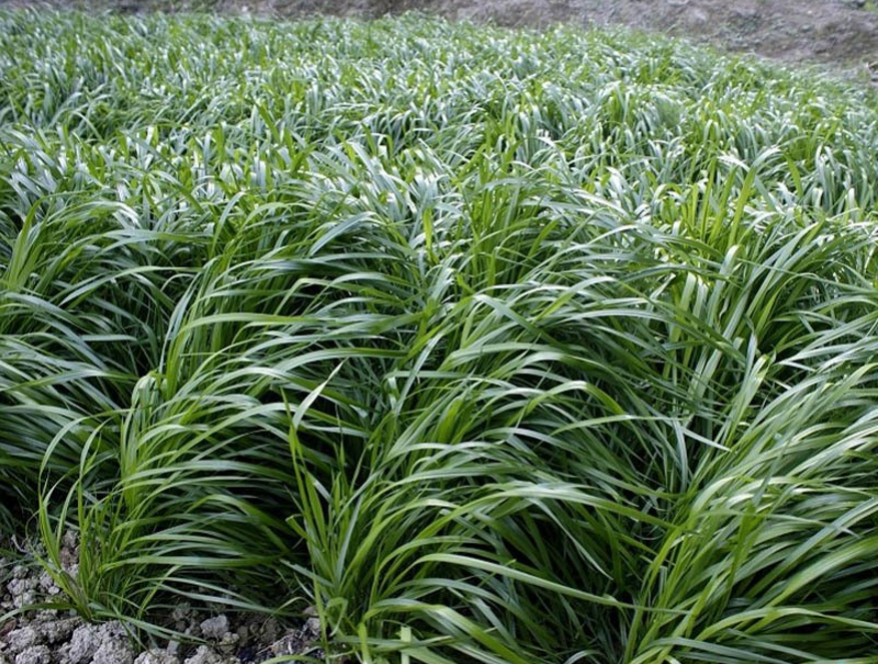 黑麦草种子多年生黑麦草养殖的好牧草营养价值高耐寒秋冬牧草