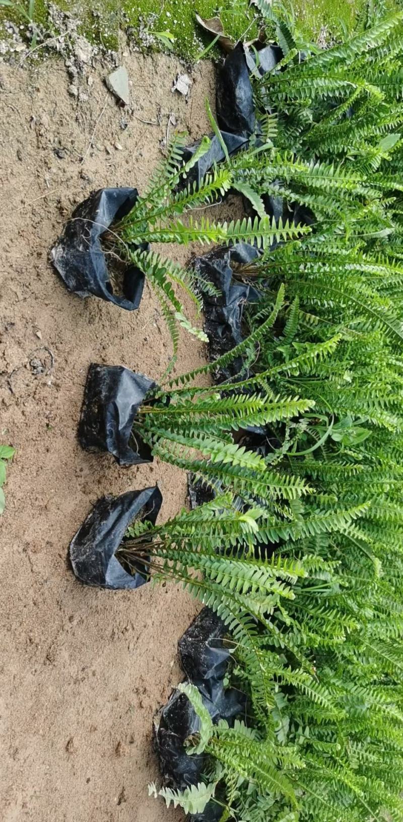 排骨草福建漳州排骨草绿化庭院设计基地直供大小规格袋苗
