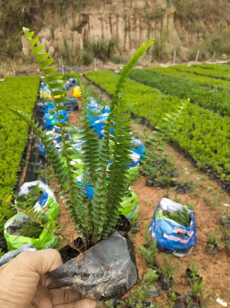 排骨草福建漳州排骨草绿化庭院设计基地直供大小规格袋苗