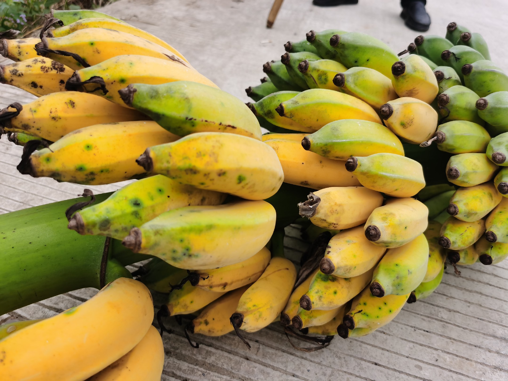 香蕉品种对比图