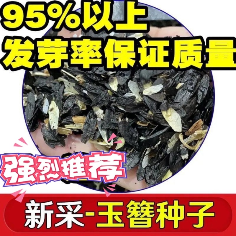 玉簪种子白花紫花玉簪白鹤花当年新种子
