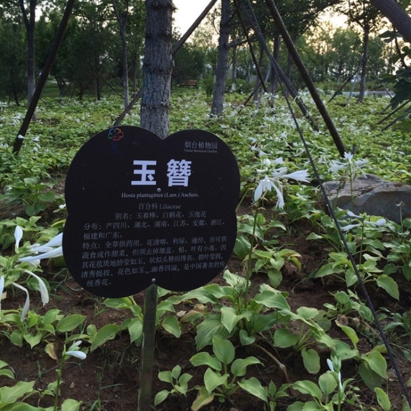 玉簪种子白花紫花玉簪白鹤花当年新种子