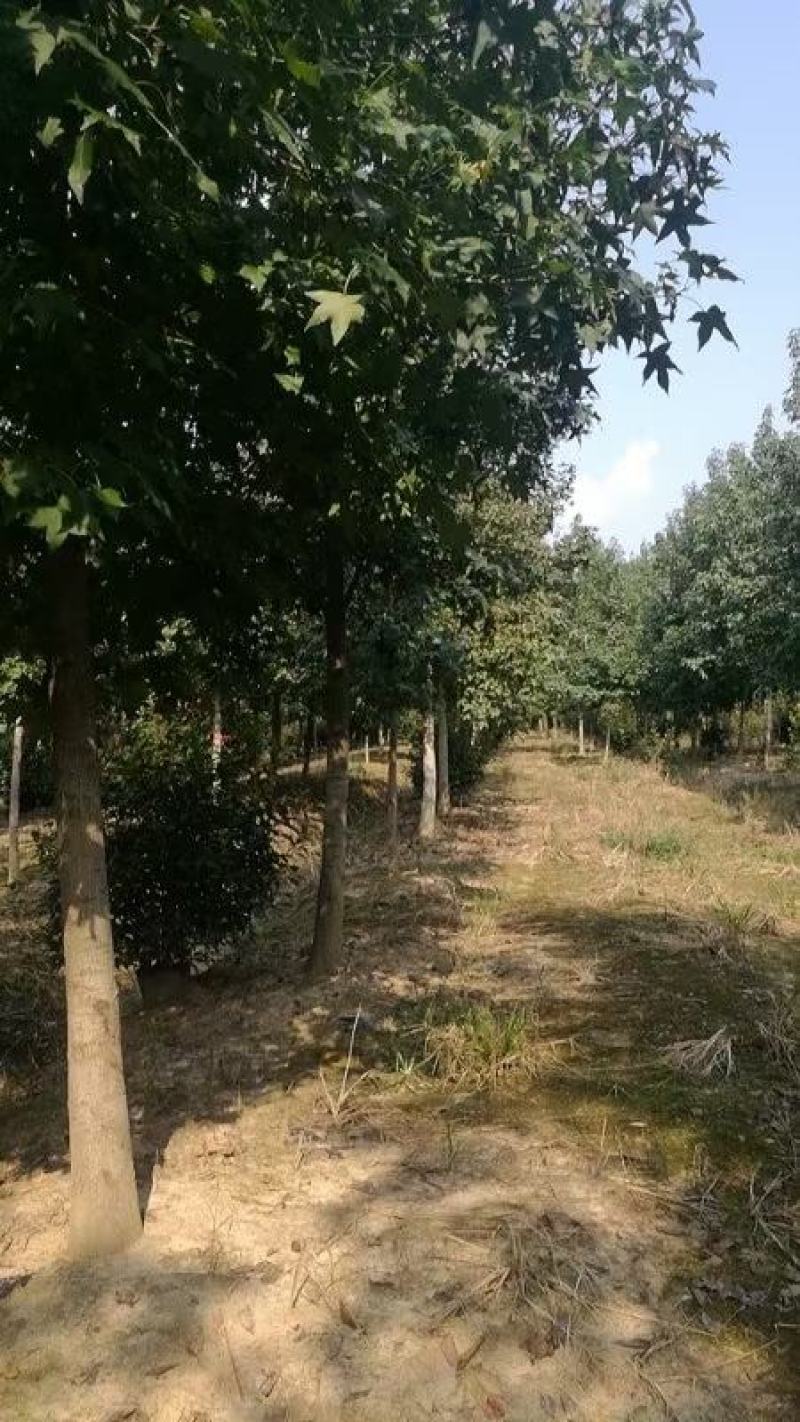 枫香，普通枫香，北美枫香，量大价优，规格齐全