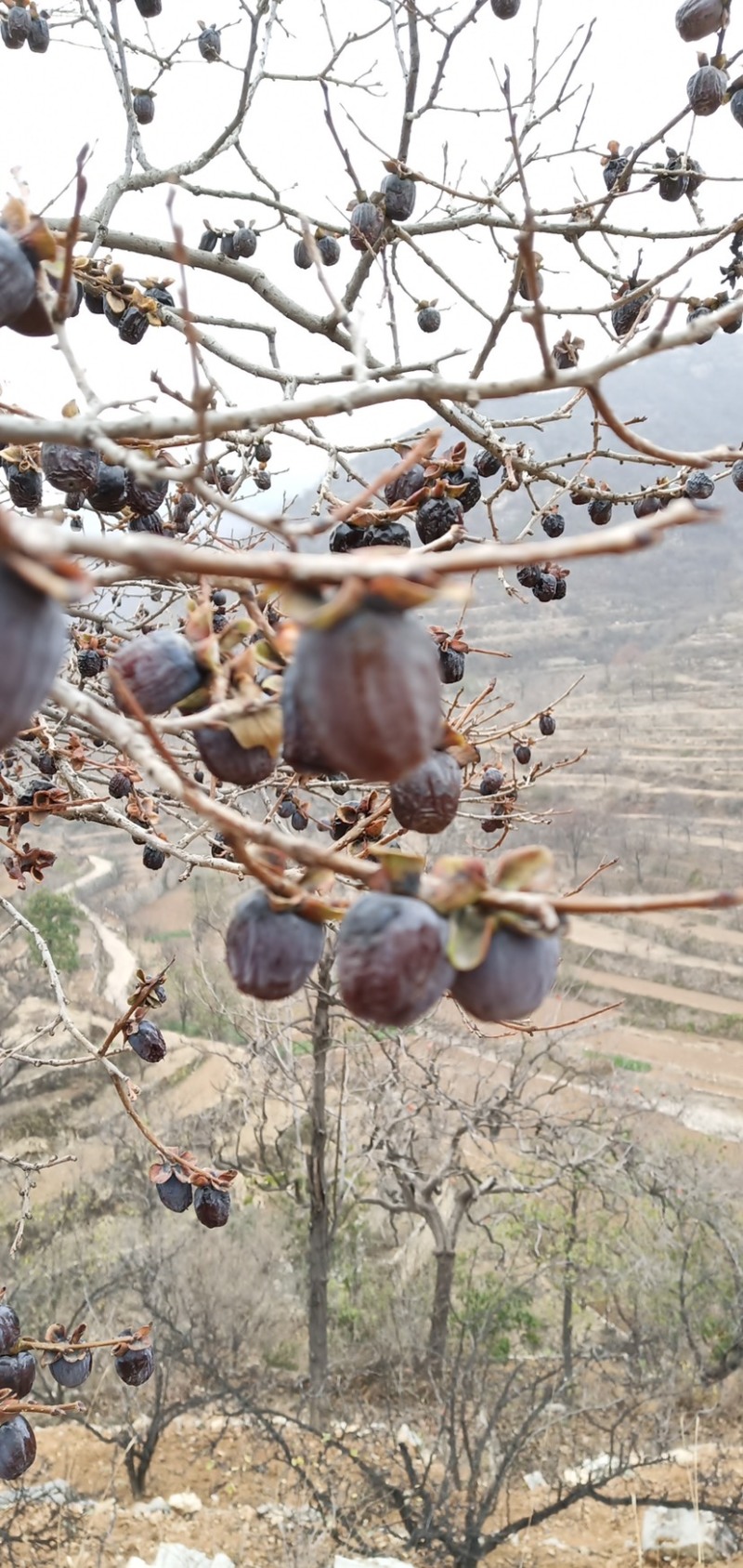 河北涉县无核大黑枣小黑枣原产地电商批发商价格可议
