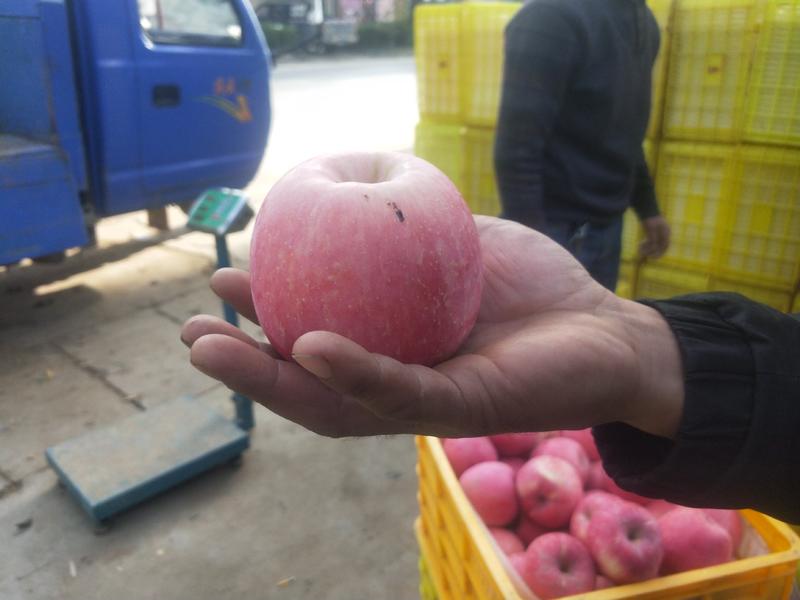 【推荐】红富士苹果甘肃苹果产地直发一首货源货量充足