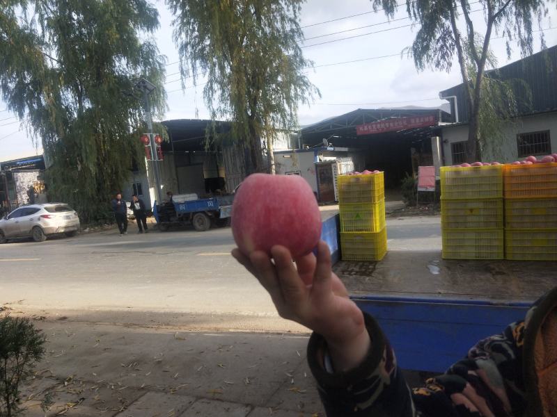 【推荐】红富士苹果甘肃苹果产地直发一首货源货量充足