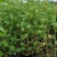 木芙蓉福建漳州木芙蓉绿化庭院设计基地直供大小规格袋苗