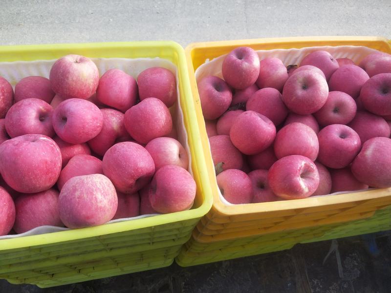 【推荐】红富士苹果甘肃苹果产地直发一首货源货量充足
