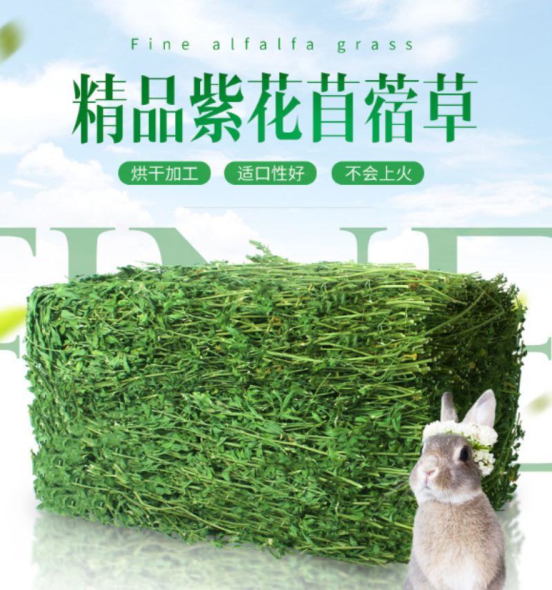 紫花苜蓿种子苜蓿草牧草种子南方北方多年生耐寒牛羊兔牧草
