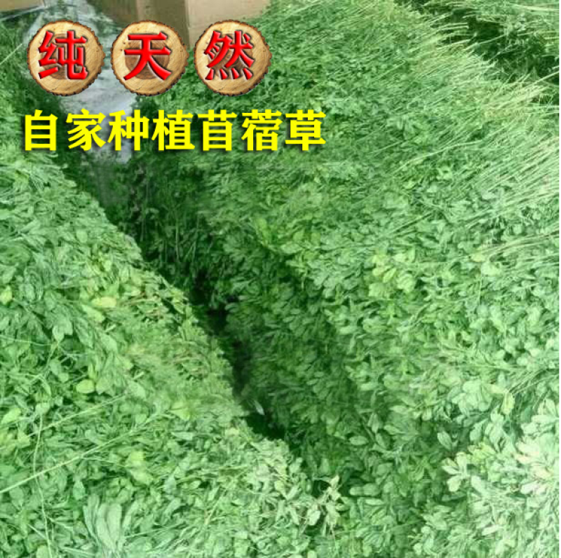 紫花苜蓿种子苜蓿草牧草种子南方北方多年生耐寒牛羊兔牧草