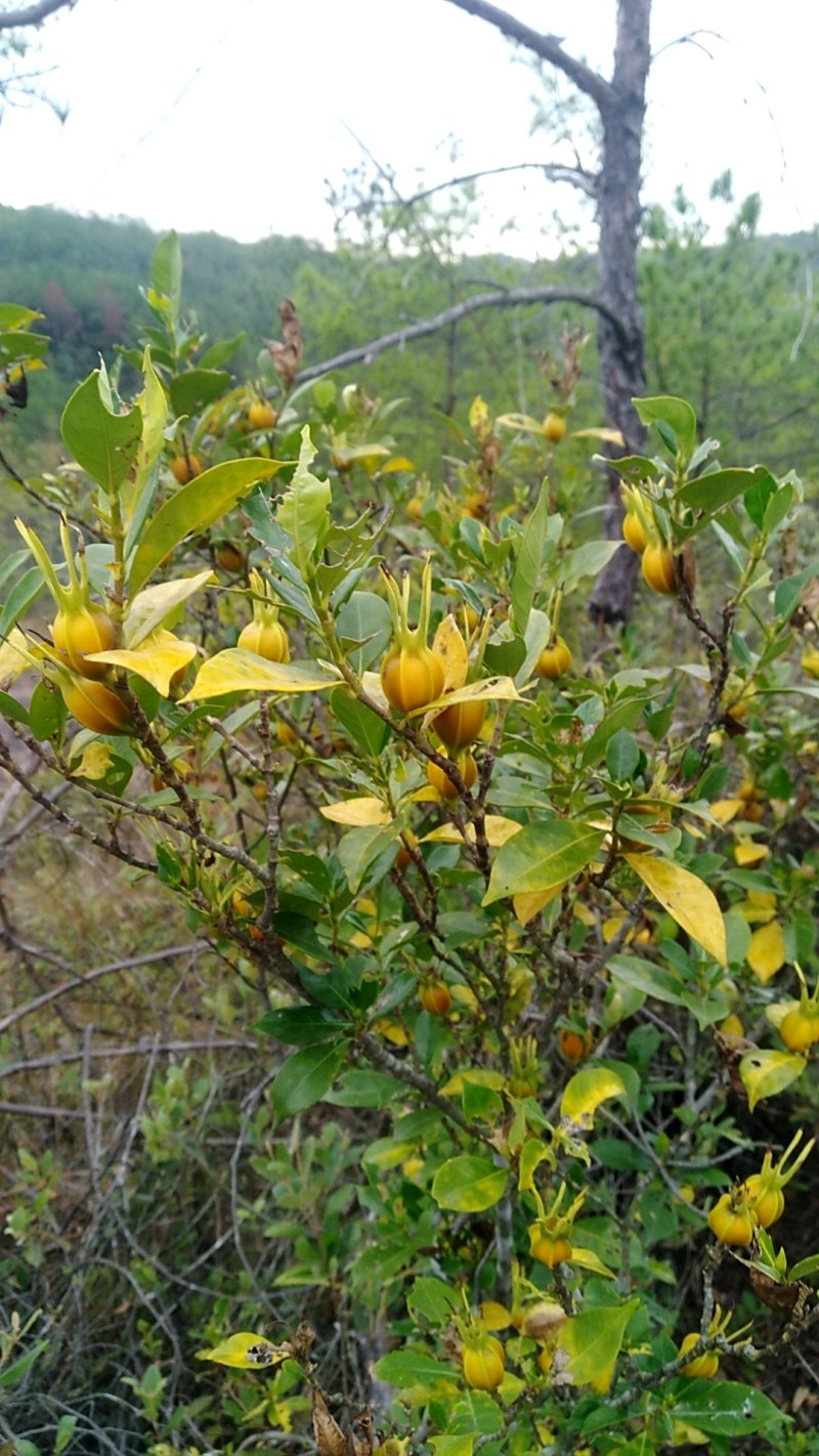 纯野生 黄栀子鲜果 当季果子 现货天然的盐焗粉