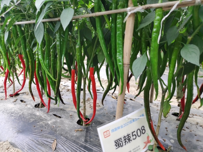 蜀辣508/辣椒种子/线椒种子/蔬菜种子/绵蔬种业