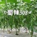 蜀辣508/辣椒种子/线椒种子/蔬菜种子/绵蔬种业