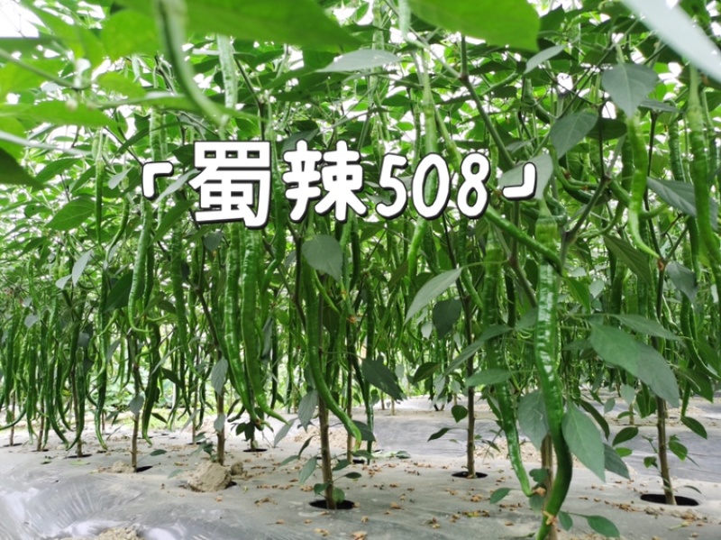 蜀辣508/辣椒种子/线椒种子/蔬菜种子/绵蔬种业