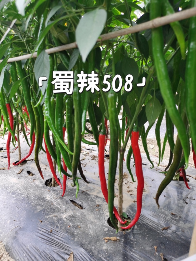 蜀辣508/辣椒种子/线椒种子/蔬菜种子/绵蔬种业