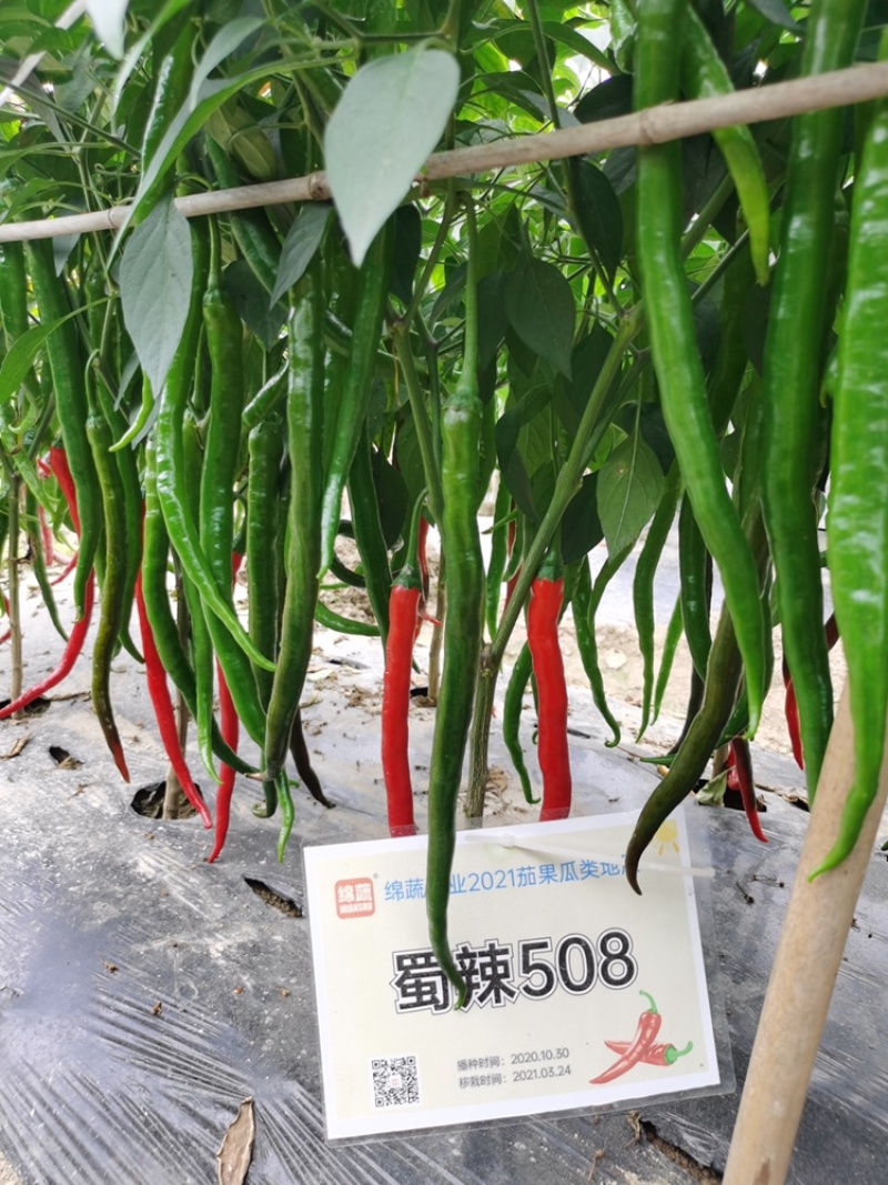 蜀辣508/辣椒种子/线椒种子/蔬菜种子/绵蔬种业