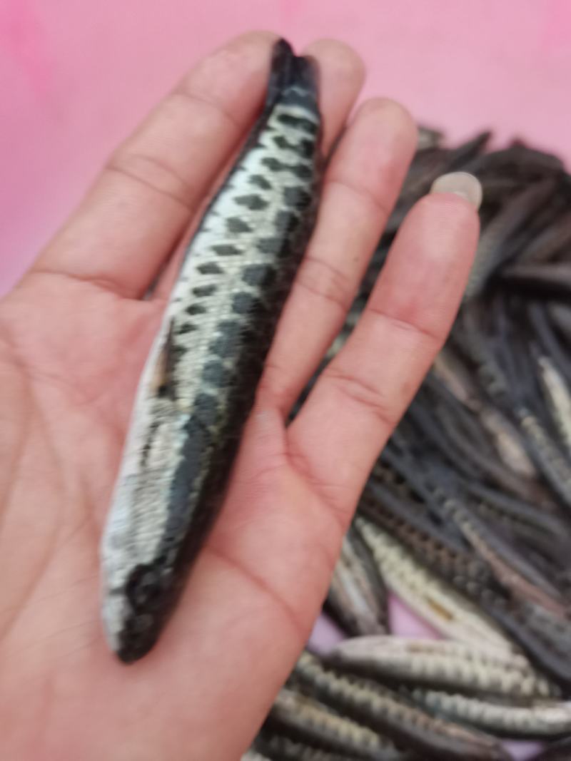 【黑鱼苗】快大黑鱼苗.黑鱼苗.场地直供.一手货源