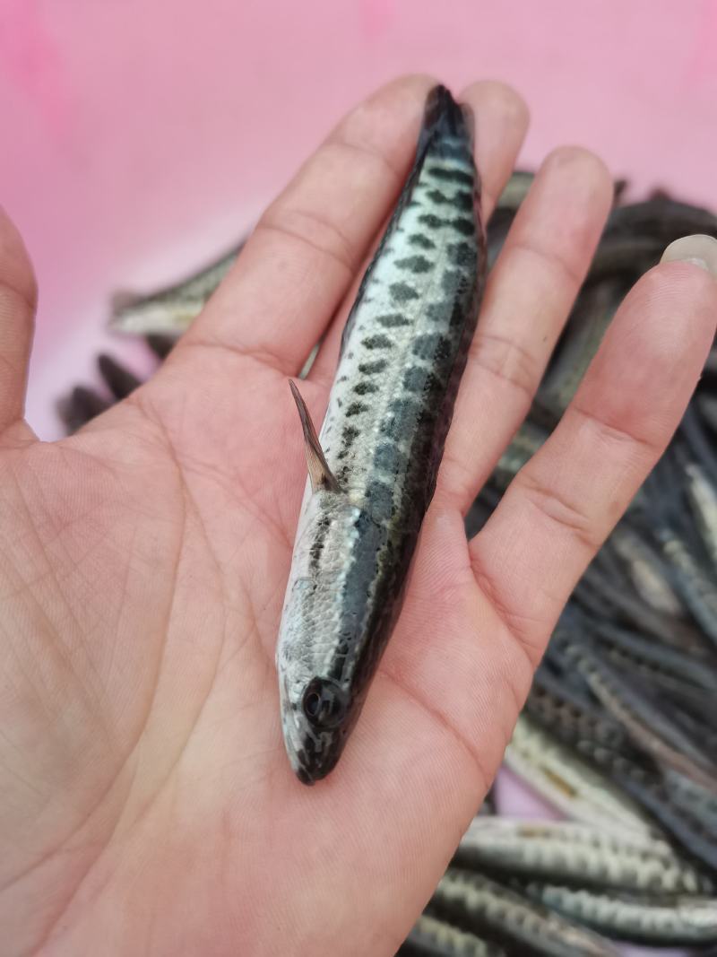 【黑鱼苗】快大黑鱼苗.黑鱼苗.场地直供.一手货源