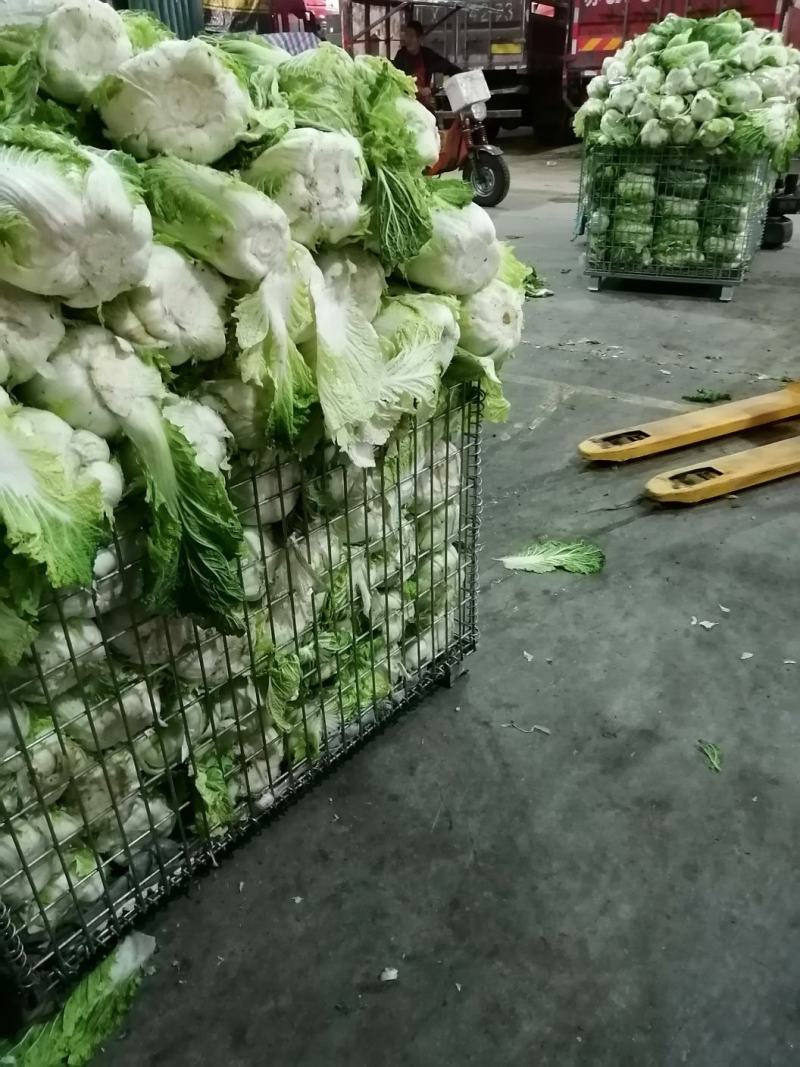 杂交蒜薹