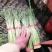 杂交蒜薹