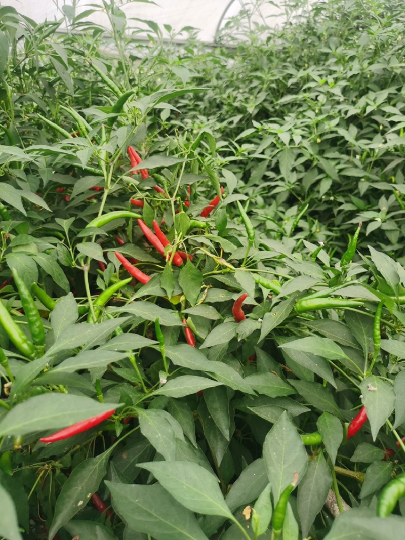 蜀辣天椒/辣椒种子/朝天椒种子/蔬菜种子/绵蔬种业