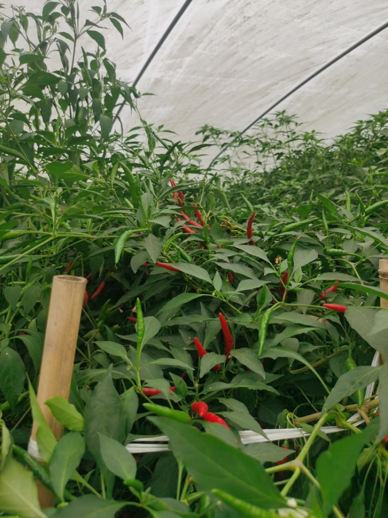 蜀辣天椒/辣椒种子/朝天椒种子/蔬菜种子/绵蔬种业