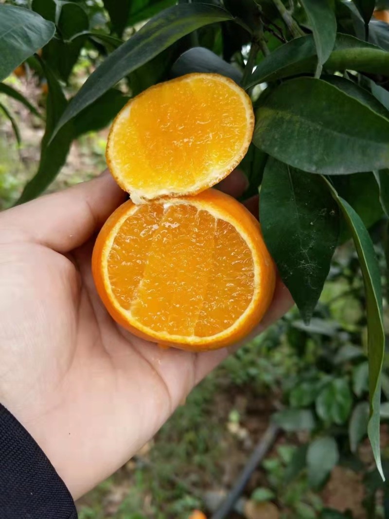 爱媛果冻橙，九月红产地大量供货，纯甜化渣，皮薄肉嫩。