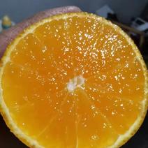 爱媛果冻橙，九月红产地大量供货，纯甜化渣，皮薄肉嫩。
