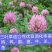 进口三叶草种子红三叶种子多年生绿化草籽