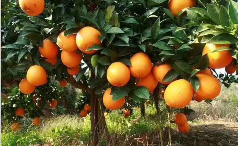 冰糖橙纯甜化渣，果园直发，自家果园无中间商。