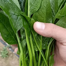 优质菠菜精品上市货源充足价格实惠产地直供