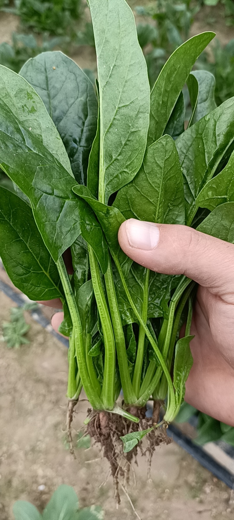 优质菠菜精品上市货源充足价格实惠产地直供