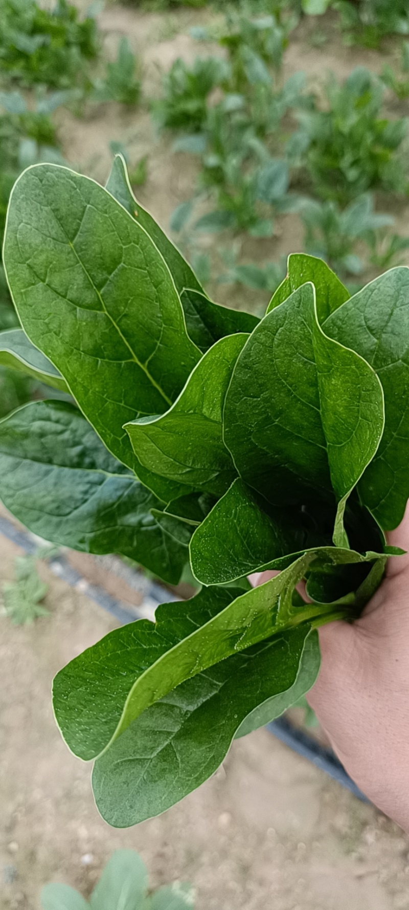 优质菠菜精品上市货源充足价格实惠产地直供