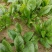 优质菠菜精品上市货源充足价格实惠产地直供