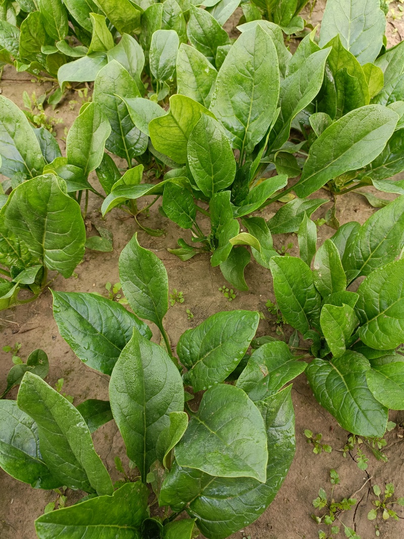 优质菠菜精品上市货源充足价格实惠产地直供